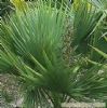 Saw Palmetto Fruit Extract 